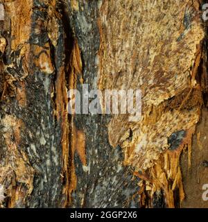 Fungo del miele (Armillaria mellea) ha flattened i rizomorfi fungine neri sotto la corteccia dell'albero dell'olmo (Ulmus) Foto Stock