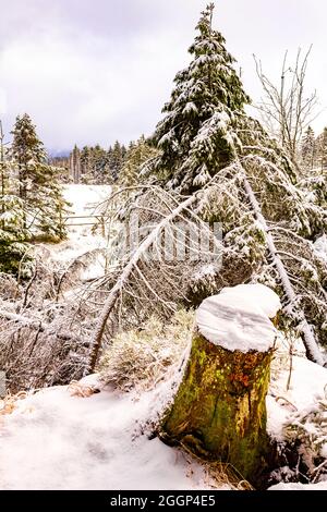 La foresta d'argento morente e nevicato in abeti morti e paesaggio a Brocken montagna in Harz Wernigerode Germania montagne Foto Stock