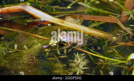 OLYMPUS FOTOCAMERA DIGITALE - primo piano di una rana leopardo settentrionale seduta mezzo sommerso in acqua rilassante sulle piante che crescono in una palude. Foto Stock