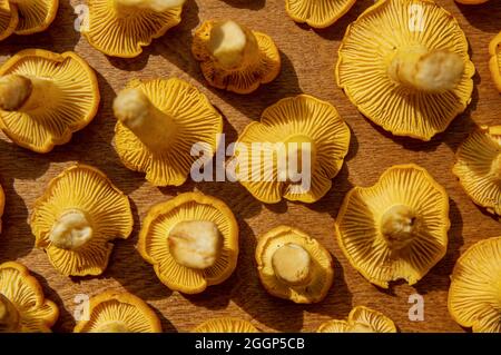 Fresco giallo delizioso fungo vegetariano chanterelle con bella texture del suo cappuccio su sfondo di legno, concettuale della stagione autunnale o autunnale Foto Stock