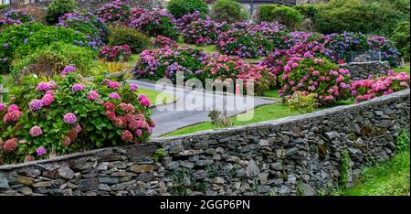 Hydrangea in piena fioritura estiva che cresce accanto ad un vialetto. Foto Stock