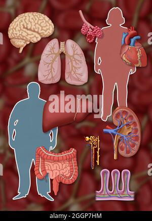 Una selezione di organi con sistemi vascolari delicati. Foto Stock