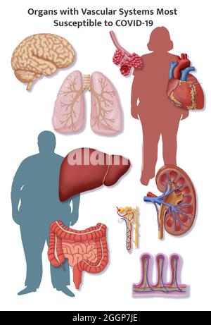 Una selezione di organi con sistemi vascolari delicati. Foto Stock