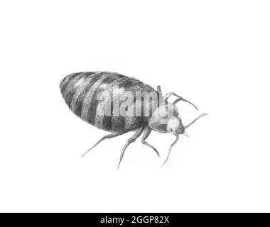 Bedbug (Cimex lectularius), illustrazione. Foto Stock
