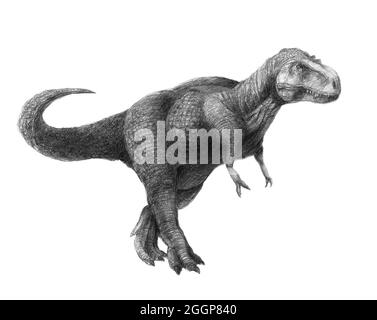 Il tirannosaurus, che significa «lucertola tirannica», è un genere di dinosauro teropodico. Foto Stock