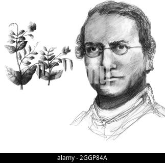 Illustrazione di Gregor Johann Mendel (1822-1884), botanico austriaco e fondatore della genetica. Foto Stock