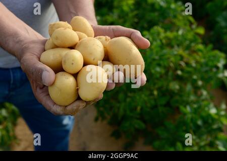 EGITTO, Farafra, coltivazione di patate nel deserto, Daltex Corporation, i campi rotondi sono irrigati da un'irrigazione a cerchio pivot, le acque sotterranee fossili della falda di arenaria nubiana sono pompate da pozzi profondi 1000 metri / AEGYPTEN, Farafra, Daltex Corporation, Kartoffelanbau in der Wueste, Die kreisrunden Felder werden mit pivot Kreisbewaesserungsanlagen mit fossilem Grundwasser des Nubischer Sandstein-aquifer aus 1000 Meter tiefen Brunnen bewaessert Foto Stock
