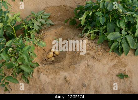 EGITTO, Farafra, coltivazione di patate nel deserto, Daltex Corporation, i campi rotondi sono irrigati da un'irrigazione a cerchio pivot, le acque sotterranee fossili della falda di arenaria nubiana sono pompate da pozzi profondi 1000 metri / AEGYPTEN, Farafra, Daltex Corporation, Kartoffelanbau in der Wueste, Die kreisrunden Felder werden mit pivot Kreisbewaesserungsanlagen mit fossilem Grundwasser des Nubischer Sandstein-aquifer aus 1000 Meter tiefen Brunnen bewaessert Foto Stock