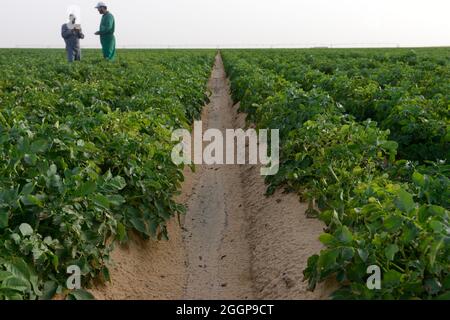 EGITTO, Farafra, coltivazione di patate nel deserto, Daltex Corporation, i campi rotondi sono irrigati da un'irrigazione a cerchio pivot, le acque sotterranee fossili della falda di arenaria nubiana sono pompate da pozzi profondi 1000 metri / AEGYPTEN, Farafra, Daltex Corporation, Kartoffelanbau in der Wueste, Die kreisrunden Felder werden mit pivot Kreisbewaesserungsanlagen mit fossilem Grundwasser des Nubischer Sandstein-aquifer aus 1000 Meter tiefen Brunnen bewaessert Foto Stock
