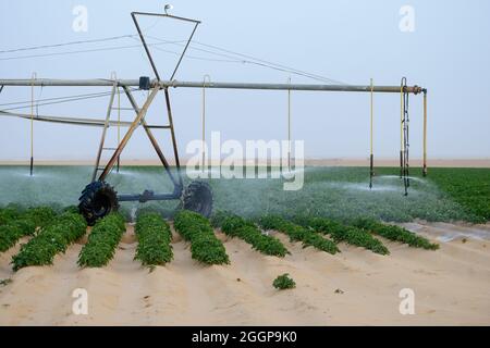 Egitto, Farafra, coltivazione di patate nel deserto, cerchio di articolazione irrigazione al Regno nelle aziende agricole e le acque sotterranee fossili dal Nubian arenaria falda acquifera è pompata da 1000 metri di pozzi profondi / AEGYPTEN HA, Farafra, Regno Fattorie, Kartoffelanbau in der Wueste, die kreisrunden Felder werden mit perno Kreisbewaesserungsanlagen mit fossilem Grundwasser des Nubischer Sandstein-Aquifer aus 1000 Metro tiefen Brunnen bewaessert Foto Stock