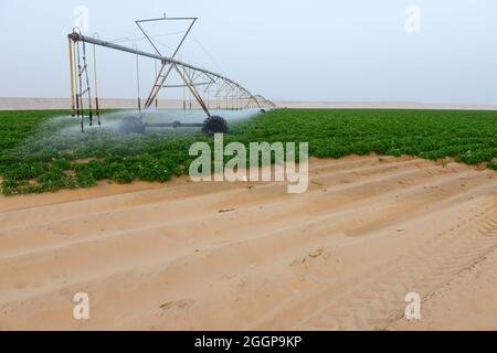 Egitto, Farafra, coltivazione di patate nel deserto, cerchio di articolazione irrigazione al Regno nelle aziende agricole e le acque sotterranee fossili dal Nubian arenaria falda acquifera è pompata da 1000 metri di pozzi profondi / AEGYPTEN HA, Farafra, Regno Fattorie, Kartoffelanbau in der Wueste, die kreisrunden Felder werden mit perno Kreisbewaesserungsanlagen mit fossilem Grundwasser des Nubischer Sandstein-Aquifer aus 1000 Metro tiefen Brunnen bewaessert Foto Stock