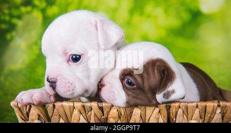 Due divertenti cuccioli American Bullies su sfondo verde Foto Stock