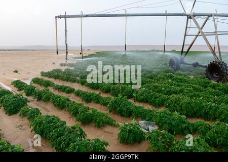 Egitto, Farafra, coltivazione di patate nel deserto, cerchio di articolazione irrigazione al Regno nelle aziende agricole e le acque sotterranee fossili dal Nubian arenaria falda acquifera è pompata da 1000 metri di pozzi profondi / AEGYPTEN HA, Farafra, Regno Fattorie, Kartoffelanbau in der Wueste, die kreisrunden Felder werden mit perno Kreisbewaesserungsanlagen mit fossilem Grundwasser des Nubischer Sandstein-Aquifer aus 1000 Metro tiefen Brunnen bewaessert Foto Stock