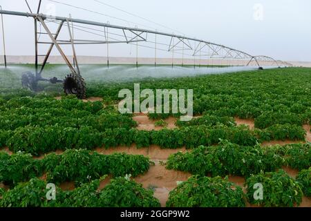 Egitto, Farafra, coltivazione di patate nel deserto, cerchio di articolazione irrigazione al Regno nelle aziende agricole e le acque sotterranee fossili dal Nubian arenaria falda acquifera è pompata da 1000 metri di pozzi profondi / AEGYPTEN HA, Farafra, Regno Fattorie, Kartoffelanbau in der Wueste, die kreisrunden Felder werden mit perno Kreisbewaesserungsanlagen mit fossilem Grundwasser des Nubischer Sandstein-Aquifer aus 1000 Metro tiefen Brunnen bewaessert Foto Stock
