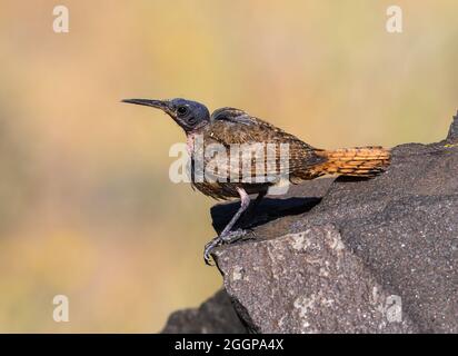 Un tristemente muta Canyon Wren (Catherpes mexicanus). Oregon, Stati Uniti. Foto Stock