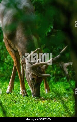 Un cervo maschio a coda bianca (Odocoileus virginianus) Buck con grandi corna che pascola sull'erba in Michigan, USA. Foto Stock