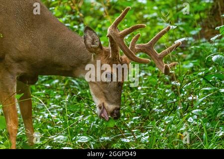 Un cervo maschio a coda bianca (Odocoileus virginianus) cazzo con grandi corna che mangiano foglie in una foresta nel Michigan, USA. Foto Stock