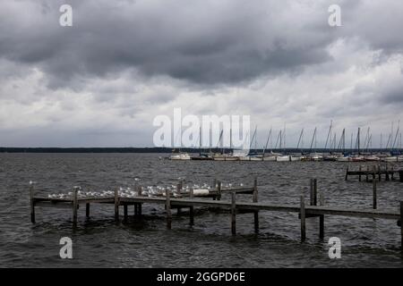 Bleack capeggiato gabbiani su un molo con barche su un altro molo sullo sfondo Foto Stock