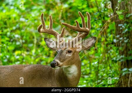 Primo piano di un cervo maschio a coda bianca (Odocoileus virginianus) Buck con grandi corna in una foresta nel Michigan, Stati Uniti. Foto Stock