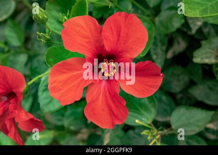 Primo piano di una bella pianta di ibisco con i suoi fiori caratteristici. Notate l'incredibile colore rosso dei petali. Foto Stock