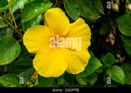 Primo piano di una bella pianta di ibisco con i suoi fiori caratteristici. Notate l'incredibile colore giallo dei petali. Foto Stock