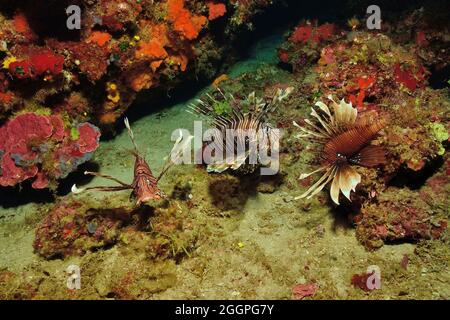 Pterois Miles, Indischer Rotfeuerfisch, pesce leone comune, Rhodos, Grecia, Mar Mediterraneo, Griechenland, Mittelmeer Foto Stock