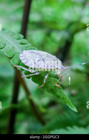 Vista generale una specie di insetto di Nymph di insetto marrone (Euschistus servus) su una foglia in mezzo alla foresta. È un insetto della famiglia Pentatomidae, fr Foto Stock