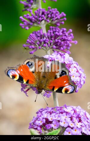 Farfalla di pavone sul fiore Inachis io Aglais io Buddleja farfalla di pavone sulla Buddleia Foto Stock