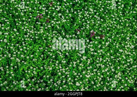 Bel prato con Stellaria in fiore media o ceci bianchi piccoli fiori e erba verde. Primavera natura sfondo. Foto Stock