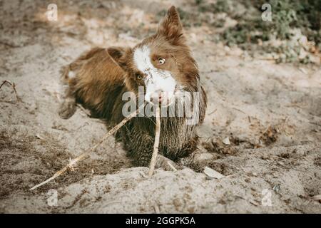 Dirty Border collie cane giocare con un bastone sulla sabbia Foto Stock