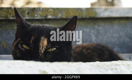 Un gatto nero astuto osserva nascosto dietro il muro di un paddock a Corfù, in Grecia Foto Stock
