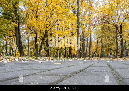 passerella attraverso il parco autunnale con alberi colorati in giornata nuvolosa. vista del drone di atterraggio. Foto Stock