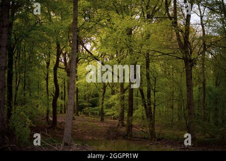 Parkend, Foresta di Dean, estate 2021. Foto Stock