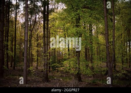 Parkend, Foresta di Dean, estate 2021. Foto Stock