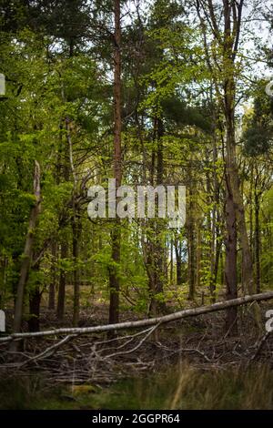 Parkend, Foresta di Dean, estate 2021. Foto Stock