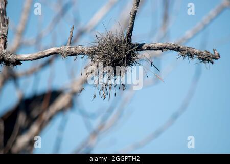 Pianta dell'aria che cresce sul ramo dell'albero Foto Stock