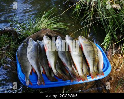 posate fresche su un vassoio vicino al fiume Foto Stock