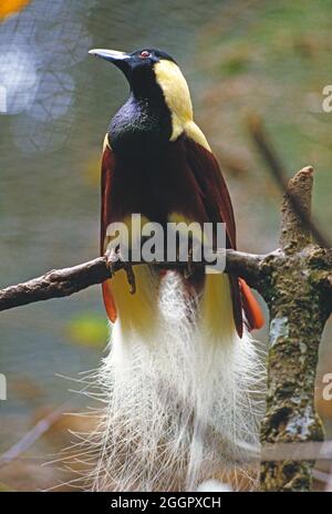 Papua Nuova Guinea. Fauna. Grande uccello-del-Paradiso in cattività. Foto Stock