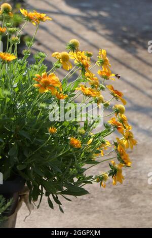 Fiore in fiore Gaillardia Mesa Peach o Gaillardia x grandiflora Mesa Peach (fiore coperta) Foto Stock