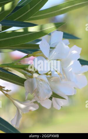 Fioritura dell'oleandro di Nerium bianco Arali. Fiori di Oleander bianco Foto Stock