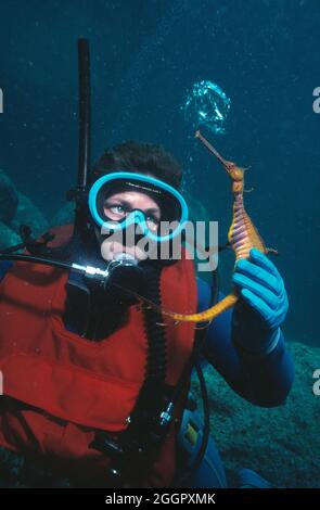 Australia. Nuovo Galles del Sud. Jervis Bay. Subacqueo subacqueo con il drago del Mare di Weedy. Phyllopteryx taeniolatus. Foto Stock