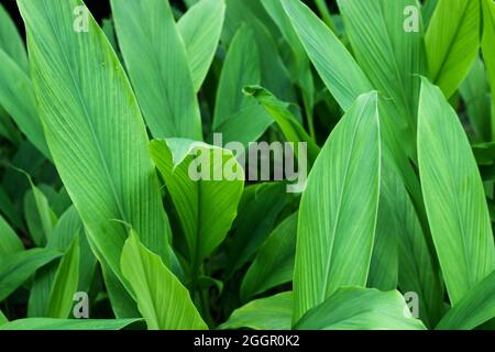 Curcuma, Haldi (Curcuma Longa) foglie di pianta isolate. Erbe asiatiche, India. Pianta di erbe, curcuma, Haldi. Foto Stock