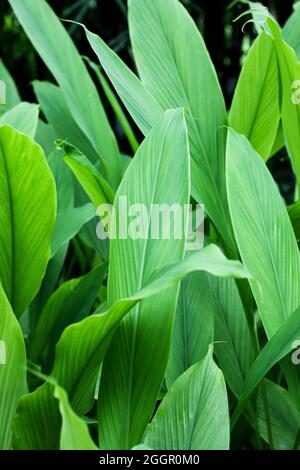 Curcuma, Haldi (Curcuma Longa) foglie di pianta isolate. Erbe asiatiche, India. Pianta di erbe, curcuma, Haldi. Foto Stock