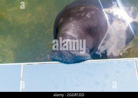 Il manatee amazzonico (Trichechus inunguis) nel Centro di salvataggio Amazzonia Manatee vicino a Iquitos, Perù Foto Stock