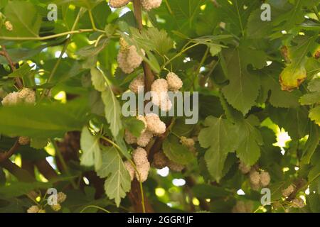 Mulberry albero, gelso fresco bianco, grande quantità di gelso frutta nell'albero Foto Stock