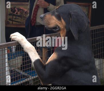 Bloodhound in mostra e incontrare il pubblico al Cheshire Game and Country Show Foto Stock