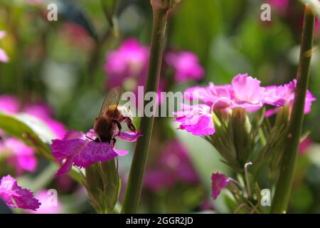 Nectar Bee on Flowers (Dolce William) Foto Stock