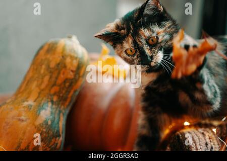 Cute gatto colorato che gioca con una foglia secca autunno. Un gatto, filo e maglia e due grandi zucche di forme e colori diversi su sfondo verde. Foto Stock