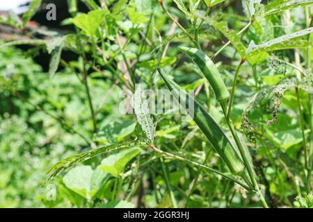 Dita della Madonna fresca, Bhindi, Okra, Abelmoschus, Esculentus, ocro, gumbo vegetale con fiori in fattoria. Fuoco selettivo, India, Mumbai, ma Foto Stock