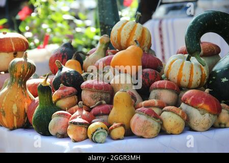 Autunno colore Pumpkins im intero mercato di alimenti. Tavolozze di colori ispirate all'autunno. Mercato di verdure d'autunno: Varietà di zucca e zucche. VARI TIPI PUMPK Foto Stock